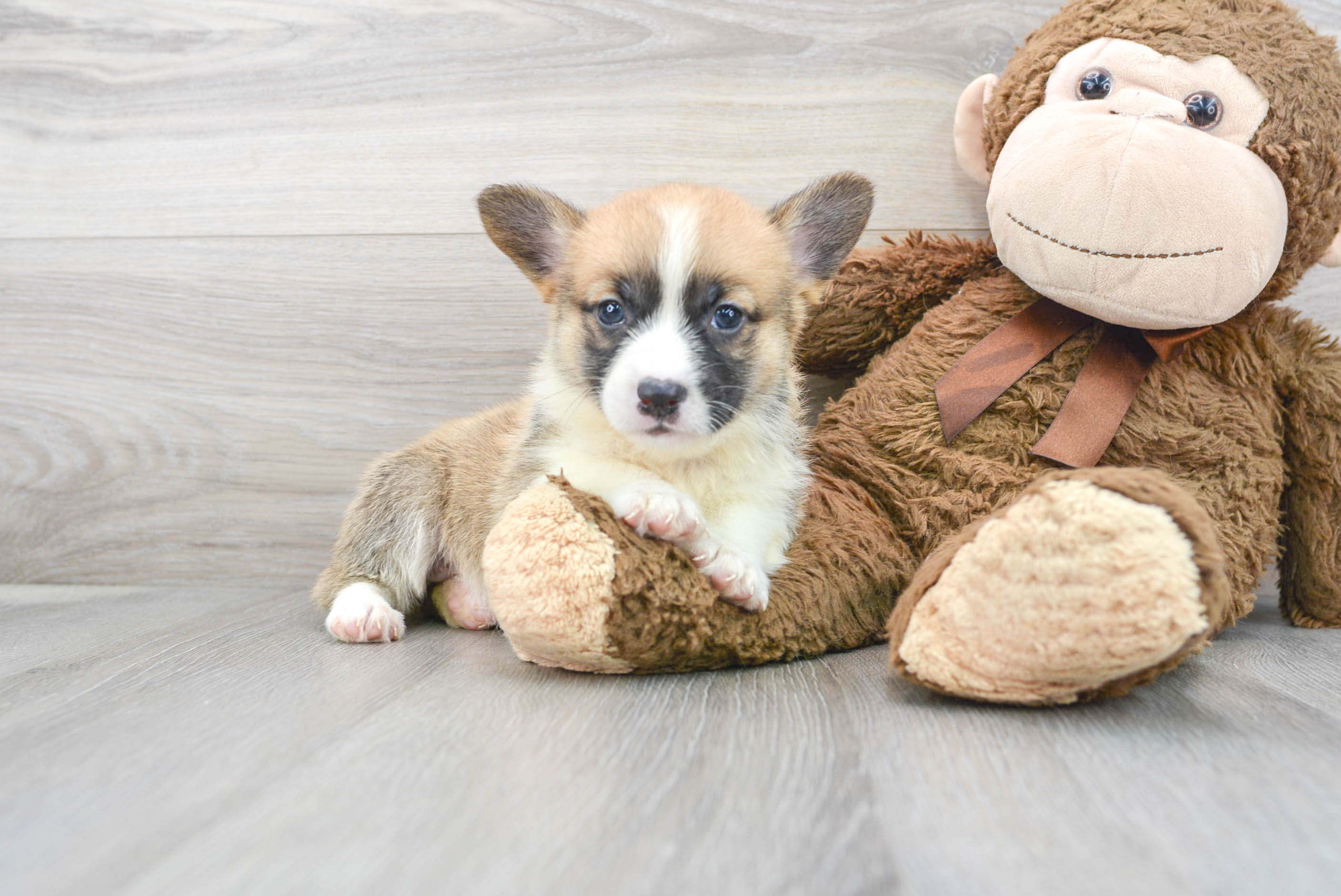 Cute Pembroke Welsh Corgi Purebred Pup