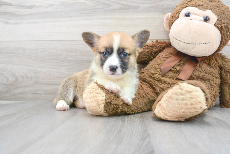 Cute Pembroke Welsh Corgi Purebred Pup