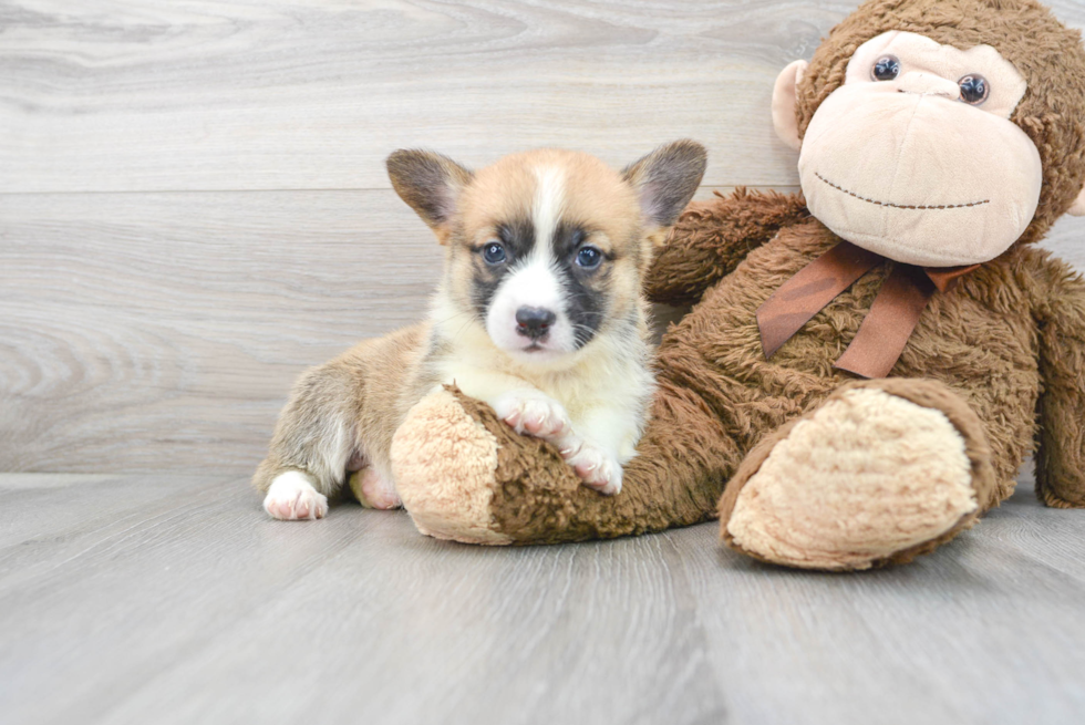 Cute Pembroke Welsh Corgi Purebred Pup