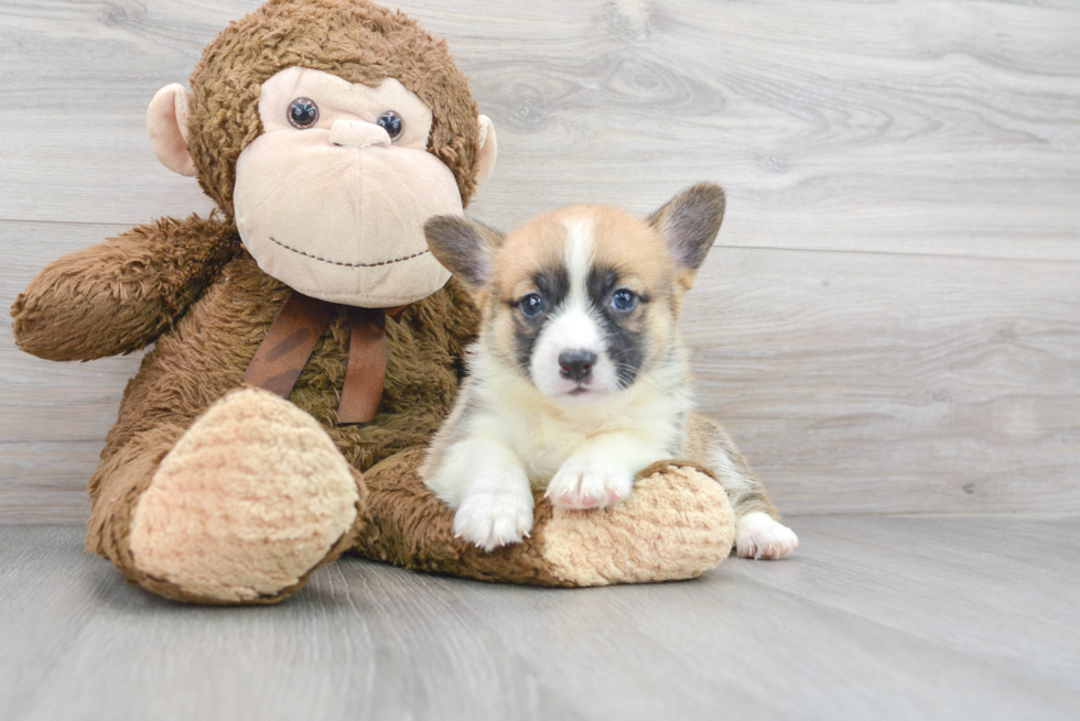 Cute Pembroke Welsh Corgi Purebred Pup