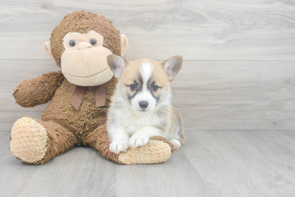 Pembroke Welsh Corgi Pup Being Cute