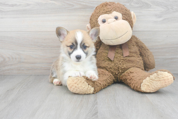 Pembroke Welsh Corgi Pup Being Cute