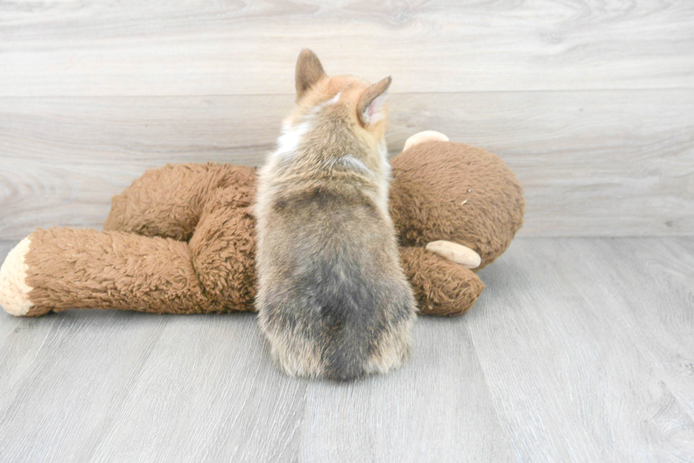 Friendly Pembroke Welsh Corgi Purebred Pup