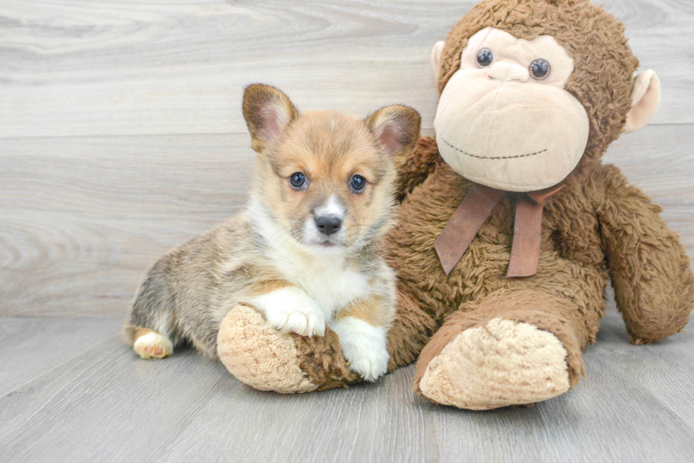 Pembroke Welsh Corgi Puppy for Adoption