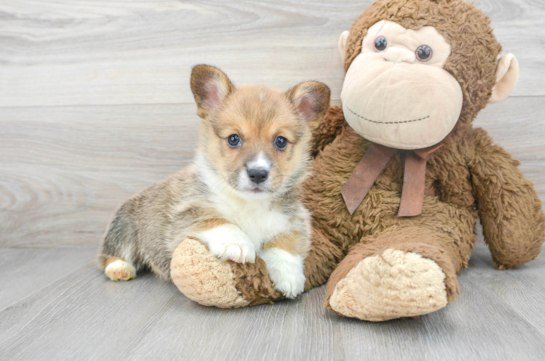 Pembroke Welsh Corgi Puppy for Adoption