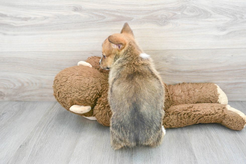 Little Pembroke Welsh Corgi Purebred Pup