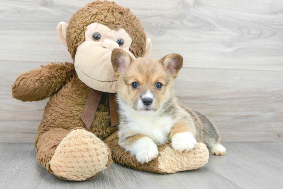 Hypoallergenic Pembroke Welsh Corgi Baby