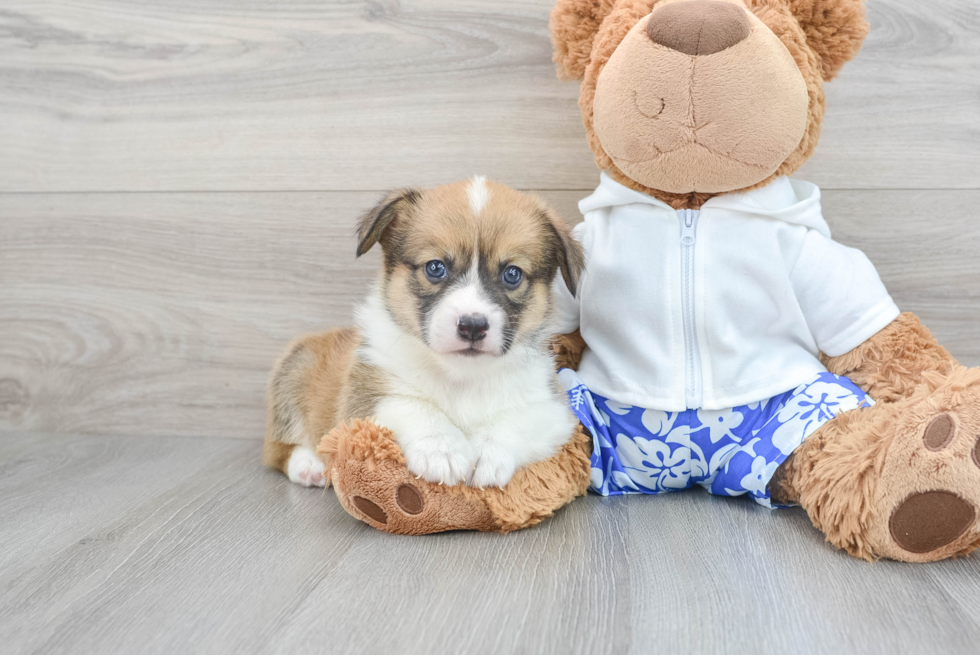 Pembroke Welsh Corgi Puppy for Adoption