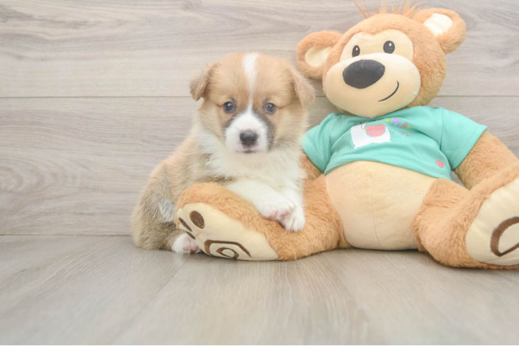 Best Pembroke Welsh Corgi Baby