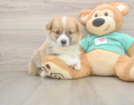 5 week old Pembroke Welsh Corgi Puppy For Sale - Premier Pups