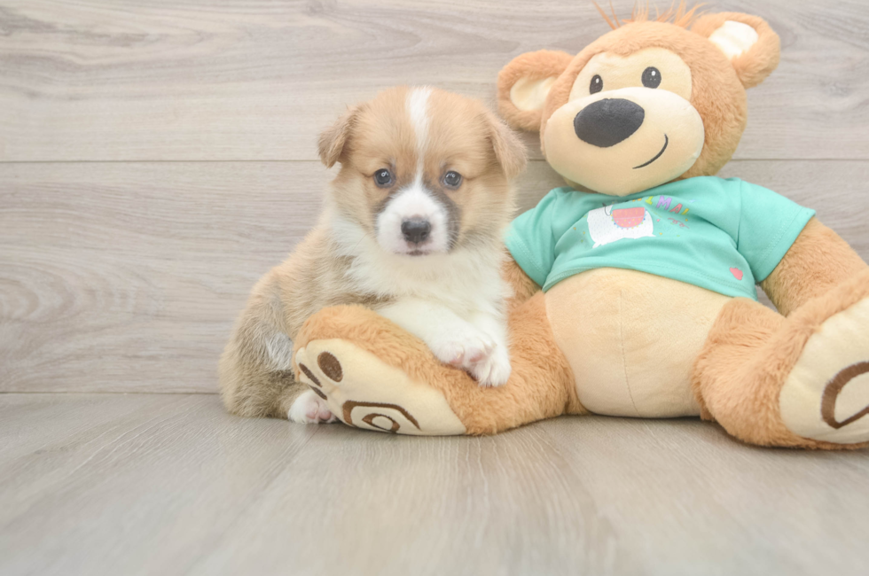 5 week old Pembroke Welsh Corgi Puppy For Sale - Premier Pups