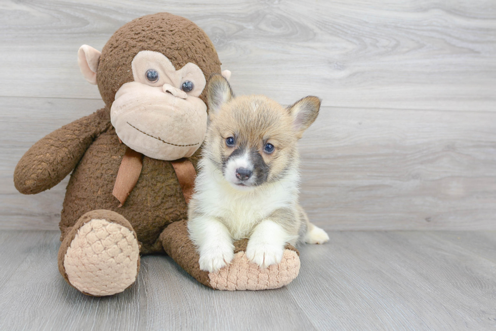 Small Pembroke Welsh Corgi Purebred Pup