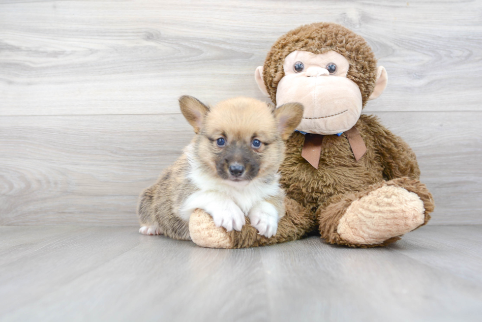 Best Pembroke Welsh Corgi Baby