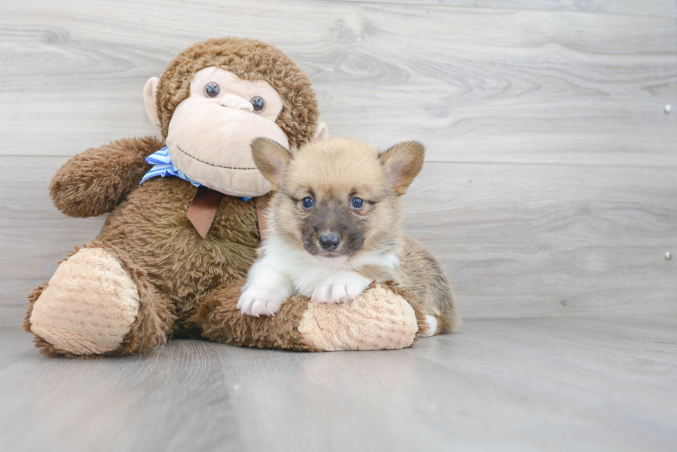 Akc Registered Pembroke Welsh Corgi Baby