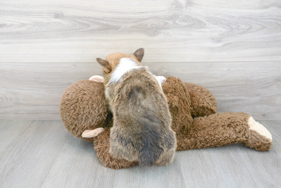 Playful Pembroke Welsh Corgi Baby