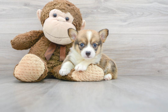 Pembroke Welsh Corgi Puppy for Adoption