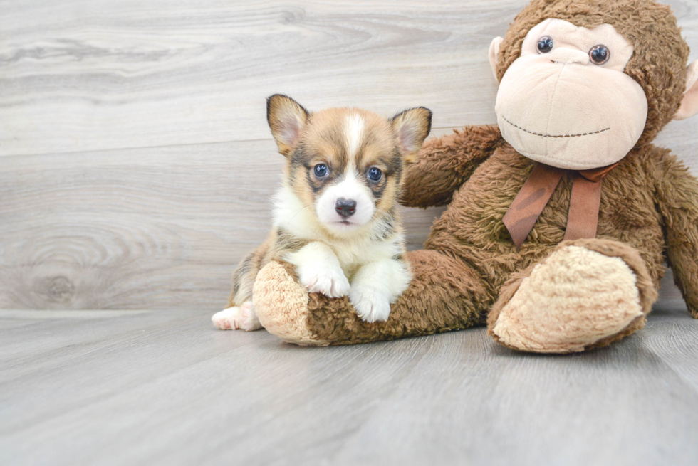 Pembroke Welsh Corgi Puppy for Adoption