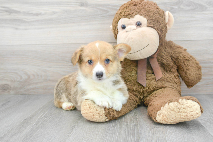 Akc Registered Pembroke Welsh Corgi Baby