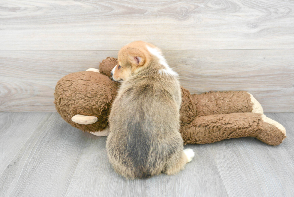 Playful Pembroke Welsh Corgi Baby