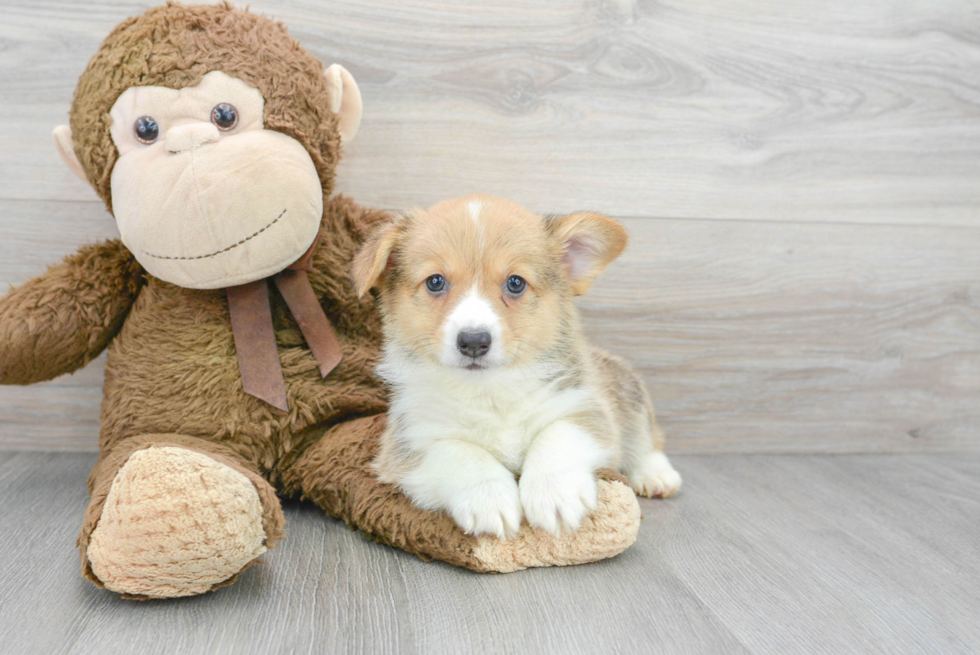 Playful Pembroke Welsh Corgi Purebred Pup