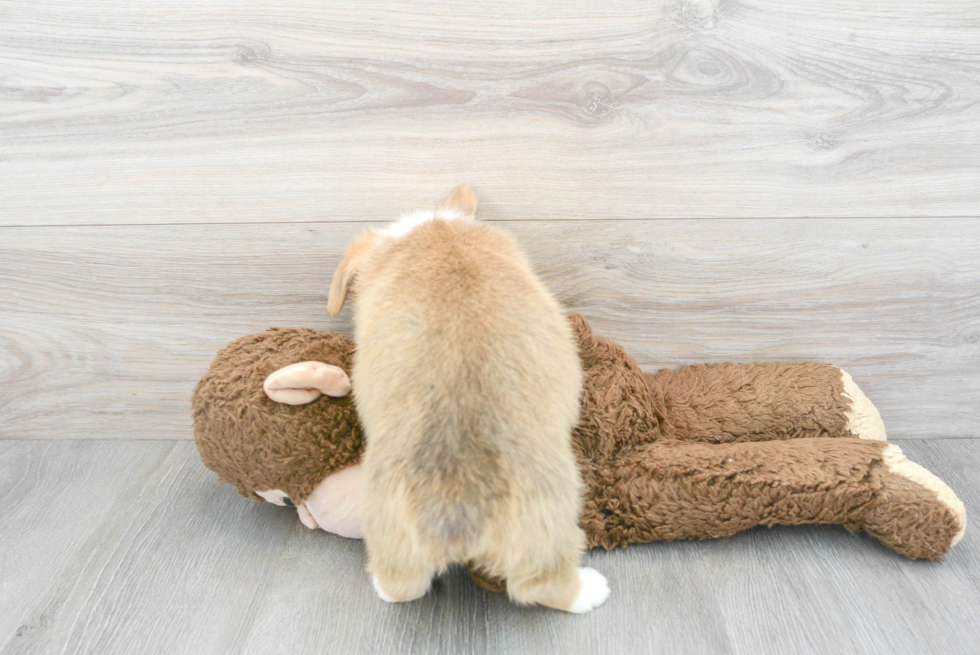 Adorable Corgi Purebred Puppy