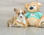 7 week old Pembroke Welsh Corgi Puppy For Sale - Premier Pups