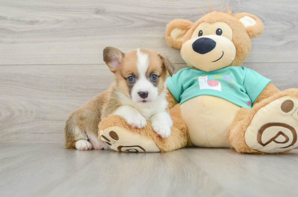 7 week old Pembroke Welsh Corgi Puppy For Sale - Premier Pups