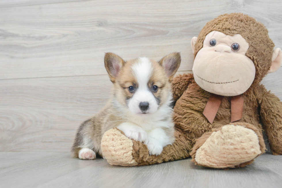 Pembroke Welsh Corgi Pup Being Cute