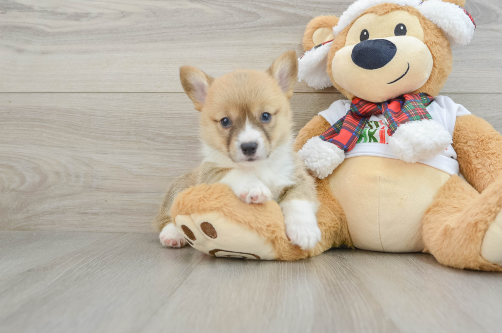 5 week old Pembroke Welsh Corgi Puppy For Sale - Premier Pups