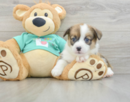 8 week old Pembroke Welsh Corgi Puppy For Sale - Premier Pups