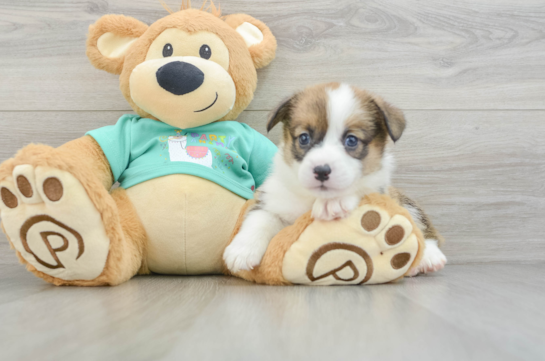 Playful Pembroke Welsh Corgi Purebred Pup