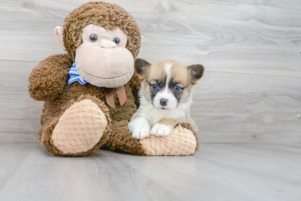Cute Pembroke Welsh Corgi Purebred Pup