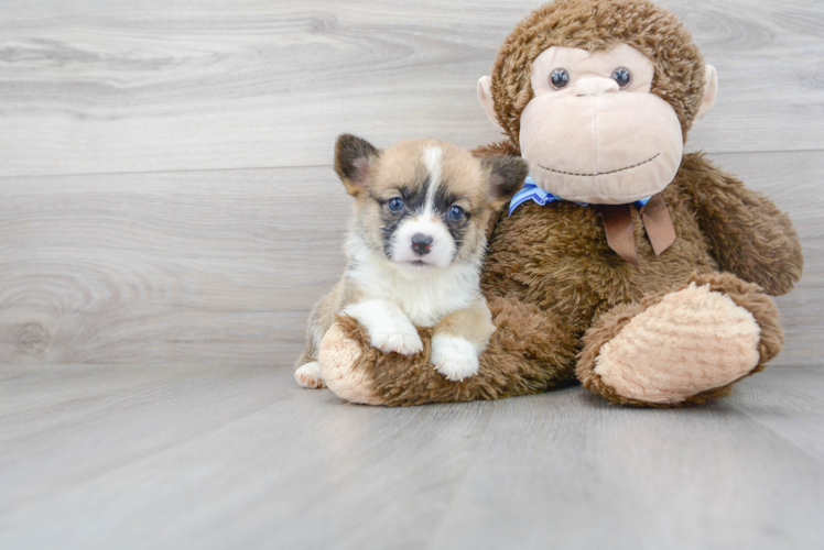 Cute Corgi Purebred Puppy
