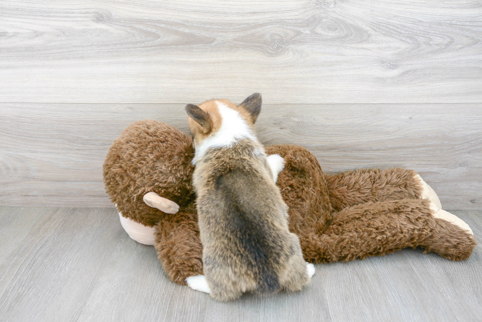 Cute Pembroke Welsh Corgi Baby