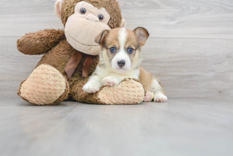 Sweet Corgi Purebred Puppy