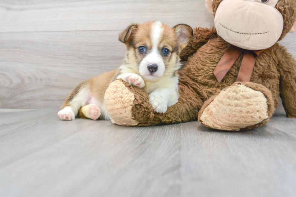 Pembroke Welsh Corgi Pup Being Cute