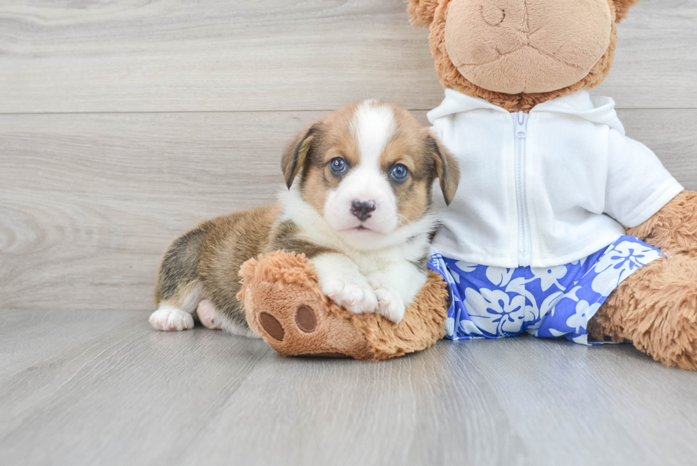 Happy Corgi Purebred Puppy