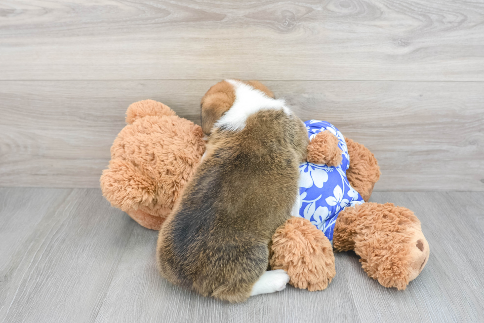 Pembroke Welsh Corgi Pup Being Cute