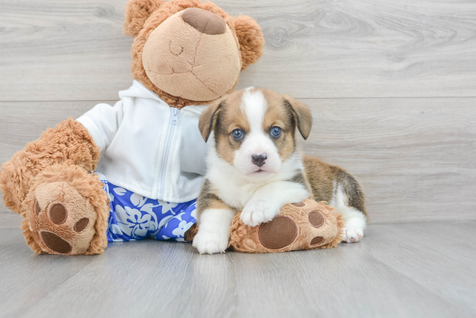 Pembroke Welsh Corgi Puppy for Adoption