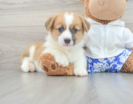 6 week old Pembroke Welsh Corgi Puppy For Sale - Premier Pups