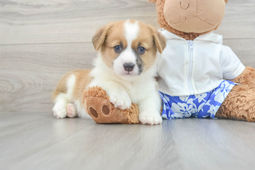 Friendly Pembroke Welsh Corgi Baby