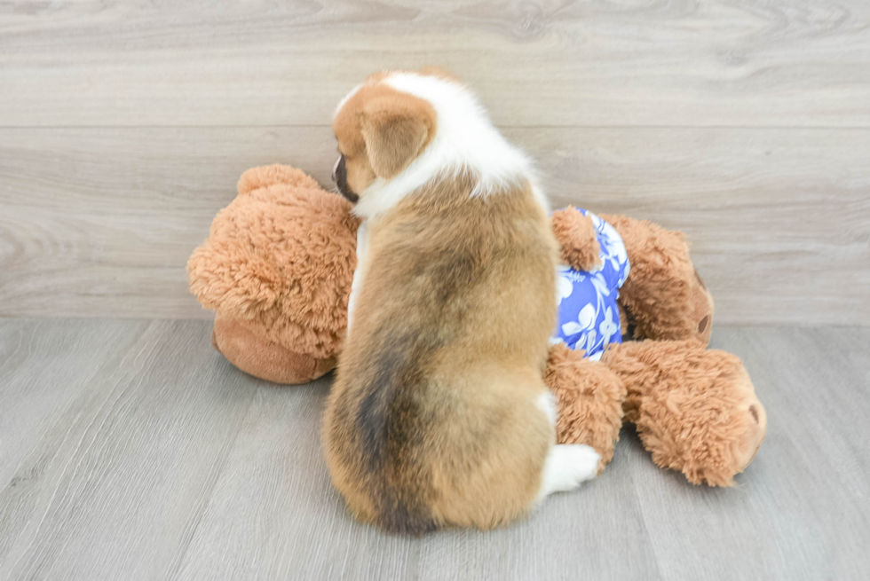 Best Pembroke Welsh Corgi Baby