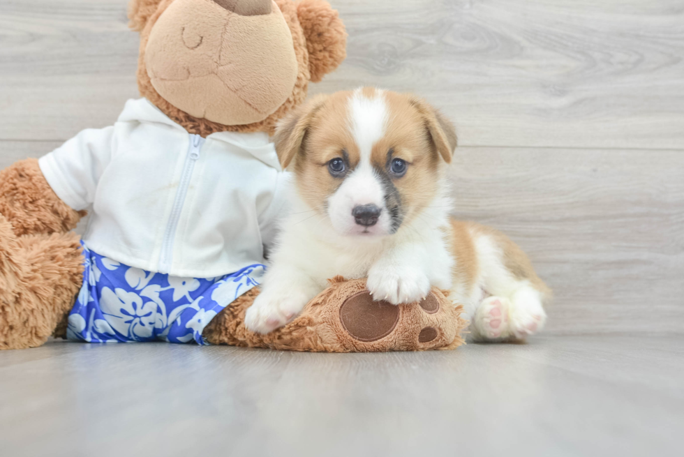 Smart Corgi Purebred Puppy