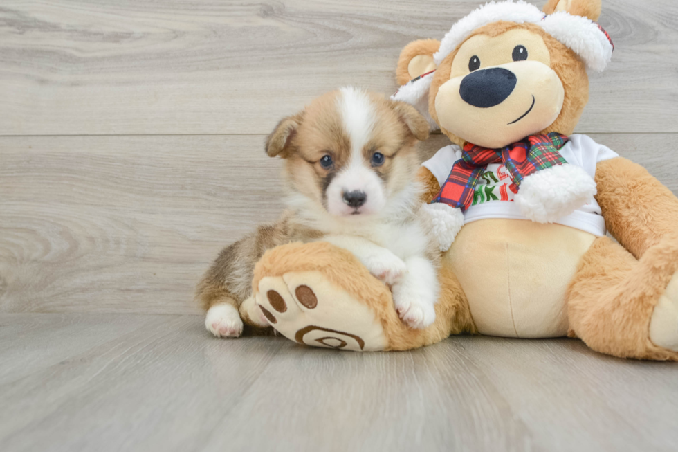 Pembroke Welsh Corgi Pup Being Cute