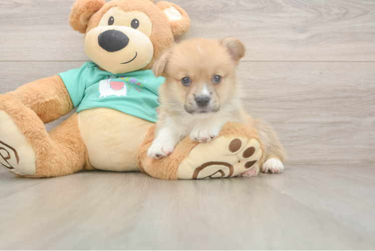Pembroke Welsh Corgi Puppy for Adoption