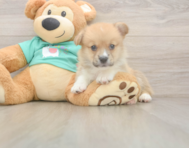 5 week old Pembroke Welsh Corgi Puppy For Sale - Premier Pups