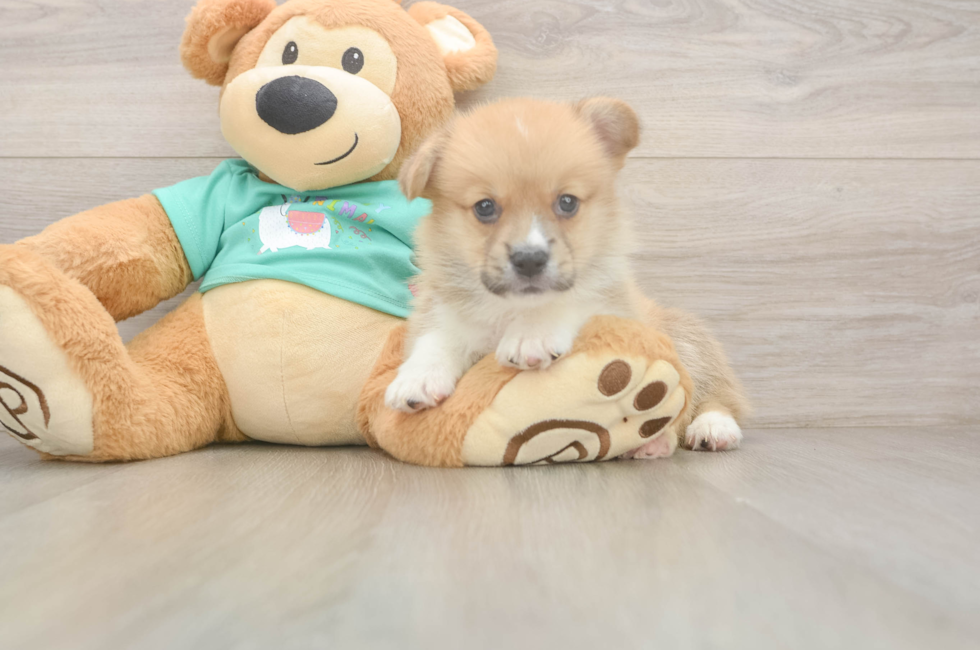 5 week old Pembroke Welsh Corgi Puppy For Sale - Premier Pups