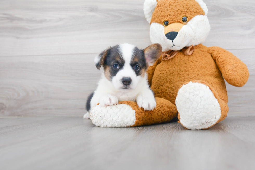 Best Pembroke Welsh Corgi Baby