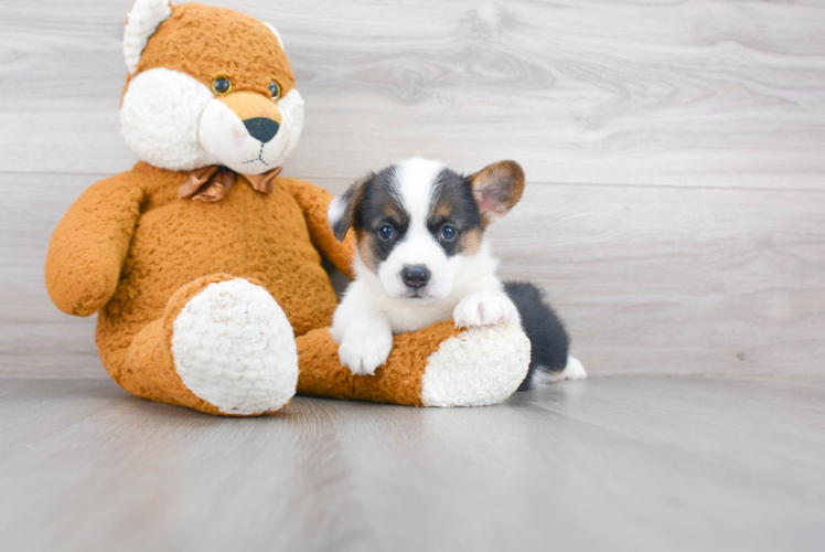 Pembroke Welsh Corgi Pup Being Cute