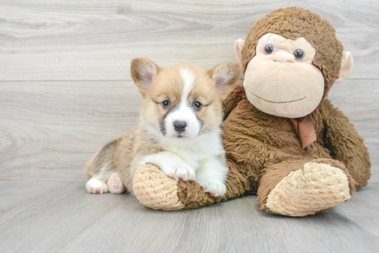 Sweet Corgi Purebred Puppy